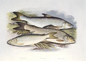 Coregonus vandesius, C. clupeoides, Thymallus vulgaris Coregonus vandesius, C. clupeoides, Thymallus vulgaris