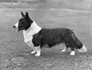 Images Dated 12th December 2011: Corgi - Ch Kentwood Cymro