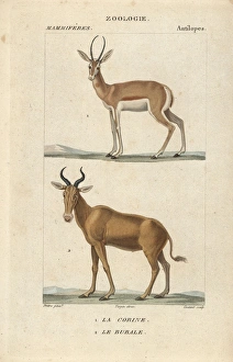 Corine antelope, Antelope corinna, and extinct Corine antelope, Antelope corinna, and extinct