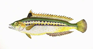 Coris julis, or Mediterranean Rainbow Wrasse Coris julis, or Mediterranean Rainbow Wrasse