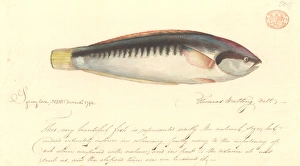 Combfish Combfish