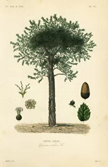 Quercus Gallery: Cork oak tree, Quercus suber