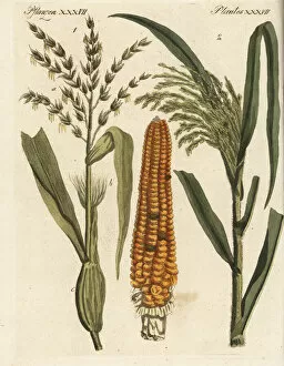 Corn and millet