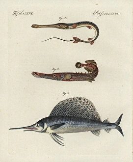 Cornetfish, Chinese trumpetfish and swordfish Cornetfish, Chinese trumpetfish and swordfish