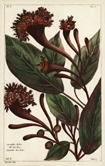 1783 Gallery: Cornucopian shrub, Copianthus indica