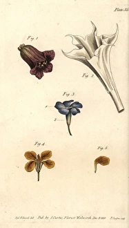 Corolla examples: deadly nightshade, thorn Corolla examples: deadly nightshade, thorn