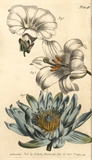 Corolla examples: monopetalous bindweed, hexapetala Corolla examples: monopetalous bindweed, hexapetala
