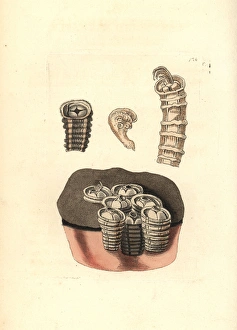 Coronulid barnacles, Tubicinella major Coronulid barnacles, Tubicinella major