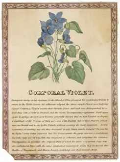 Historical Royal Portraits Online Prints: Corporal Violet