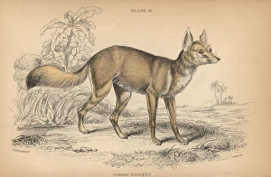 Corsac fox, Vulpes corsac Corsac fox, Vulpes corsac