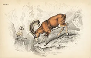 Corsican Gallery: Corsican mouflon, Ovis aries musimon