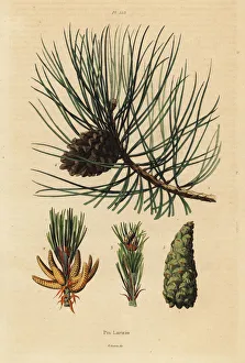 Corsican Gallery: Corsican pine tree, Pinus nigra subsp. laricio