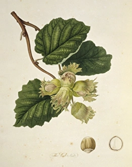Corylus avellana, cob nut Corylus avellana, cob nut