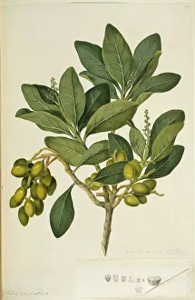 Corynocarpus laevigatus, karaka tree Corynocarpus laevigatus, karaka tree