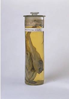 Coryphaenoides sp., rattail Coryphaenoides sp., rattail