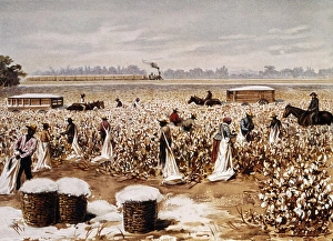Plantations Gallery: Cotton Plantation