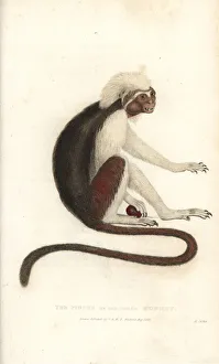 Cotton-top tamarin, Saguinus oedipus. Critically endangered Cotton-top tamarin, Saguinus oedipus. Critically endangered