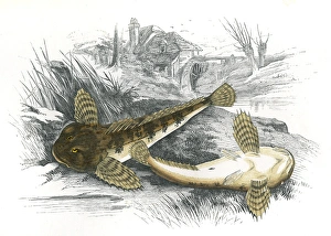 Thumb Gallery: Cottus gobio, or European Bullhead