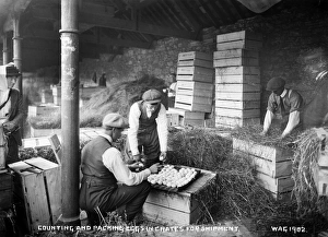 Counting and Packing Eggs in Crates for Shipment Counting and Packing Eggs in Crates for Shipment