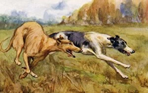 Water Colour Collection: Coursing greyhounds