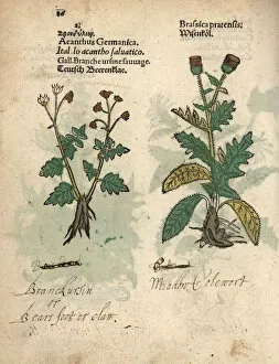 Krauterbuch Gallery: Cow parsnip, Heracleum sphondylium, and creeping