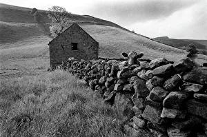 1991 Gallery: Cow over stone wall, Yorkshire