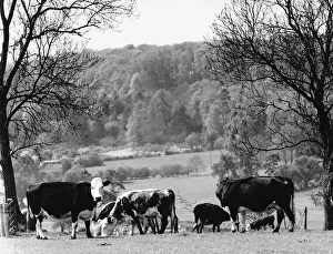 Cows - Bix Bottom nr Henley on Thames, Oxfordshire Cows - Bix Bottom nr Henley on Thames, Oxfordshire