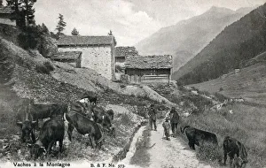 Cows on the mountain - Swiss Alpine Valley, Switzerland Cows on the mountain - Swiss Alpine Valley, Switzerland