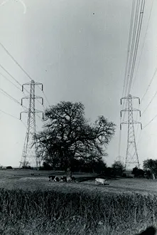 Cows and Pylons, York Area, Yorkshire Cows and Pylons, York Area, Yorkshire