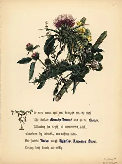 Cowslip Burnet, Clover, Docks, Thistles, Kecksies Cowslip Burnet, Clover, Docks, Thistles, Kecksies