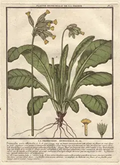 Handcoloured Copperplate Art Prints: Cowslip, Primula veris