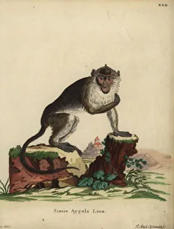 Crab-eating macaque, Macaca fascicularis Crab-eating macaque, Macaca fascicularis