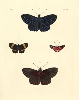 Cracker butterfly, Hamadryas arethusa, Panara Cracker butterfly, Hamadryas arethusa, Panara