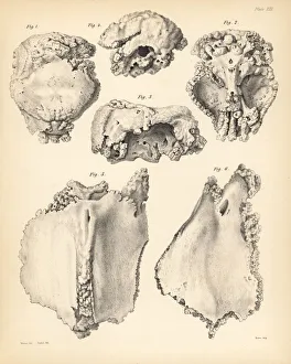 Cranium and sternum of the extinct Rodrigues Cranium and sternum of the extinct Rodrigues