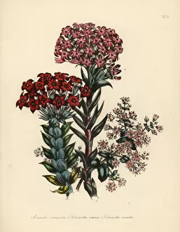Humphreys Gallery: Crassula and kalosanthes species