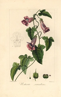 Creeping snapdragon or chickabiddy, Maurandya scandens Creeping snapdragon or chickabiddy, Maurandya scandens
