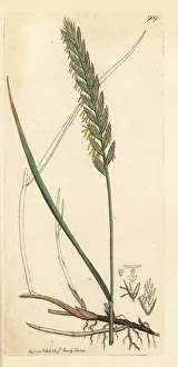 Creeping wheat-grass or couch grass, Triticum repens Creeping wheat-grass or couch grass, Triticum repens