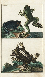 Creole frog, American toad and Surinam horned frog