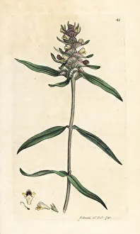 Crested cow-wheat, Melampyrum cristatum Crested cow-wheat, Melampyrum cristatum
