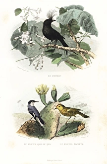Crested drongo and American yellow warbler Crested drongo and American yellow warbler