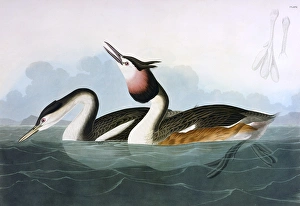 <b class=qtipBold><figcaption>Crested Grebe, by John James Audubon</figcaption></b><br>Crested Grebe, Podiceps Cristatus, by John James Audubon (1785-1851). A colour plate in The Birds of America: From Original Drawings. Date: 1827-1838<br><em>© Mary Evans Picture Library</em> Crested Grebe, by John James Audubon