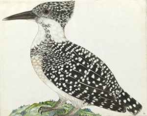 Crested kingfisher, Megaceryle lugubris