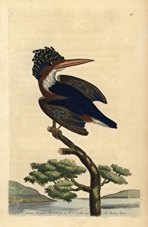 Crested or Malachite kingfisher, Alcedo cristata Crested or Malachite kingfisher, Alcedo cristata