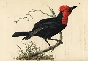 Crested malimbe, Malimbus malimbicus Crested malimbe, Malimbus malimbicus