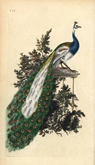 Crested peacock, Indian or blue peafowl, Pavo cristatus Crested peacock, Indian or blue peafowl, Pavo cristatus