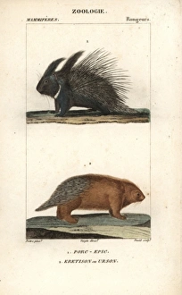 Crested porcupine, Hystrix cristata, and urson Crested porcupine, Hystrix cristata, and urson