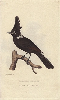 Crested shrike jay, Platylophus galericulatus