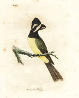 Crested shriketit, Falcunculus frontatus Crested shriketit, Falcunculus frontatus