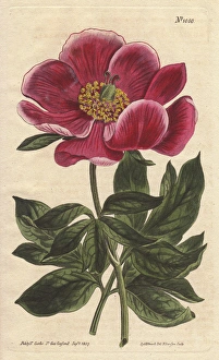 Crimson-flowered peony, a native of the Levant Crimson-flowered peony, a native of the Levant