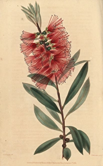 Crimson flowered showy, Metrosideros speciosus Crimson flowered showy, Metrosideros speciosus